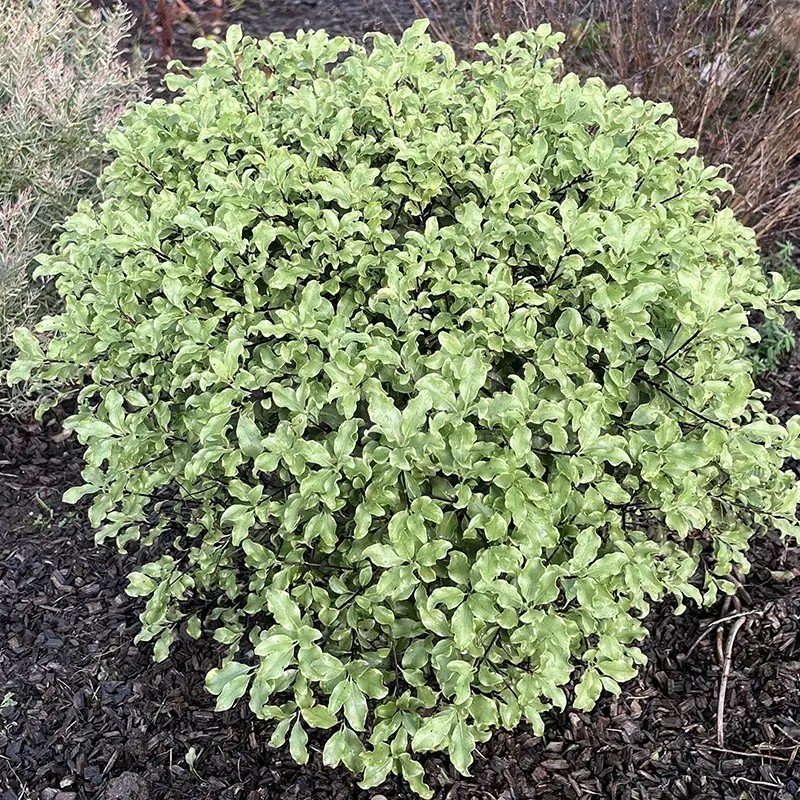 Pittosporum tenuifolium Mint Chocolate Chip® 'PTM1'