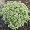 Pittosporum tenuifolium Mint Chocolate Chip® 'PTM1'