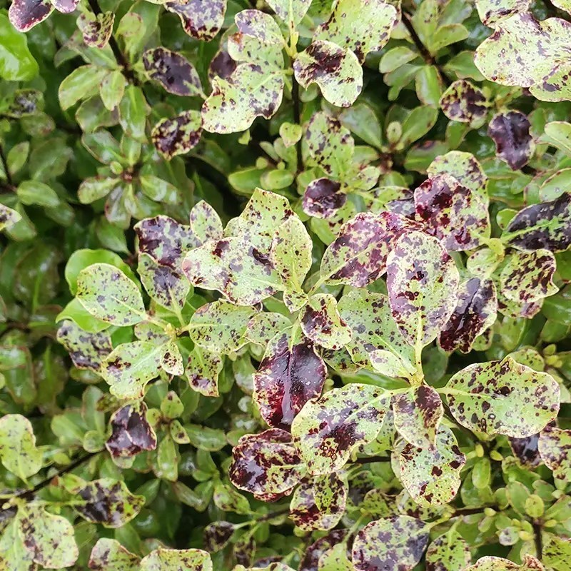 Pittosporum tenuifolium Mint Chocolate Chip® 'PTM1'