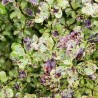 Pittosporum tenuifolium Mint Chocolate Chip® 'PTM1'