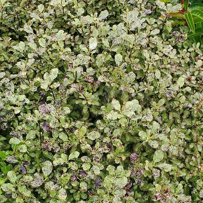 Pittosporum tenuifolium Mint Chocolate Chip® 'PTM1'