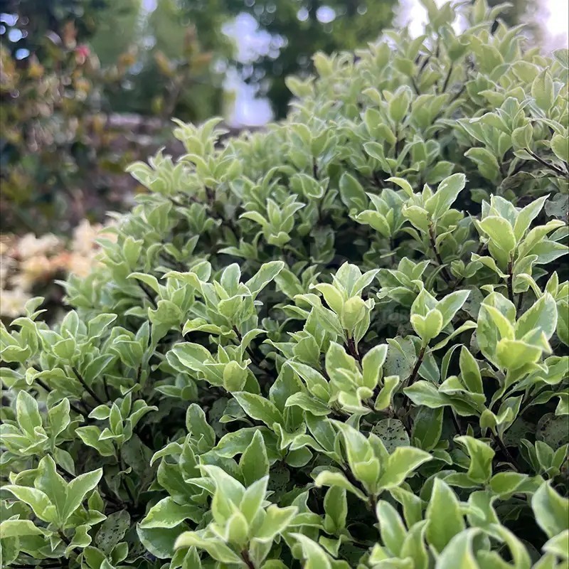 Pittosporum tenuifolium Mint Chocolate Chip® 'PTM1'