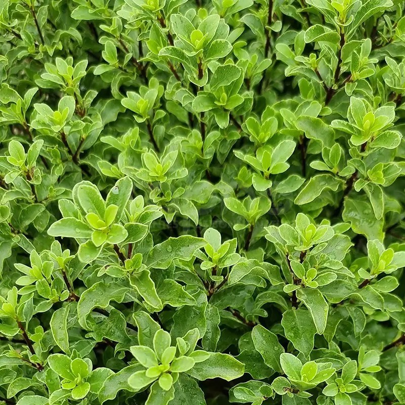 Pittosporum tenuifolium Mint Chocolate Chip® 'PTM1'