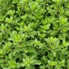 Pittosporum tenuifolium Mint Chocolate Chip® 'PTM1'