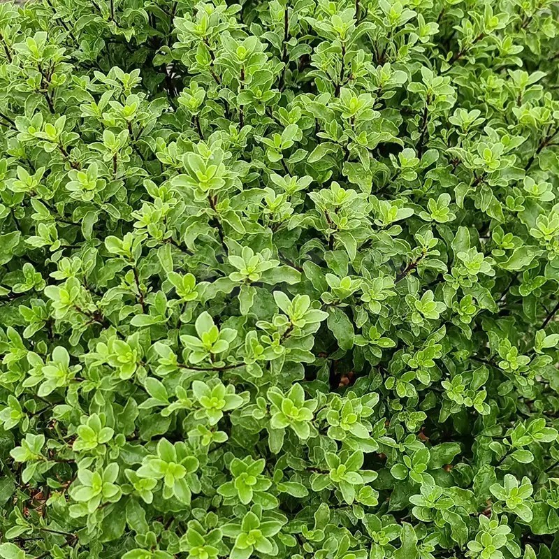 Pittosporum tenuifolium Mint Chocolate Chip® 'PTM1'