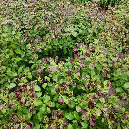 Pittosporum tenuifolium Mint Chocolate Chip® 'PTM1'