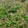 Pittosporum tenuifolium Mint Chocolate Chip® 'PTM1'