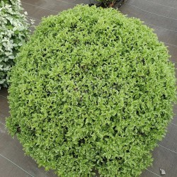 Pittosporum tenuifolium Mint Chocolate Chip® 'PTM1'