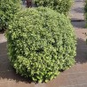 Pittosporum tenuifolium Mint Chocolate Chip® 'PTM1'