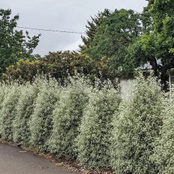 Pittosporum tenuifolium Snow Leopard 'PTSLCN'