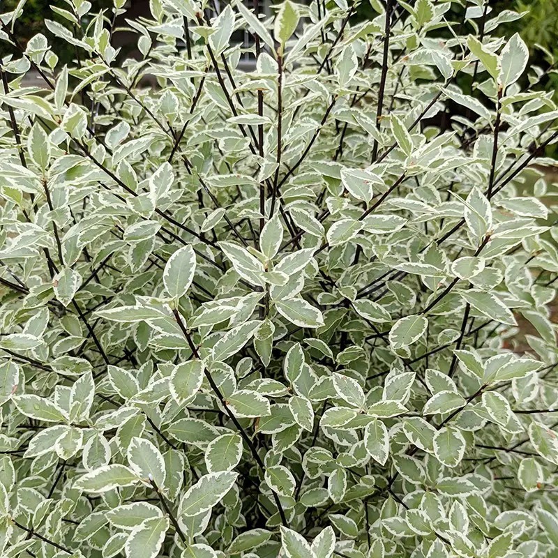 Pittosporum tenuifolium Snow Leopard 'PTSLCN'
