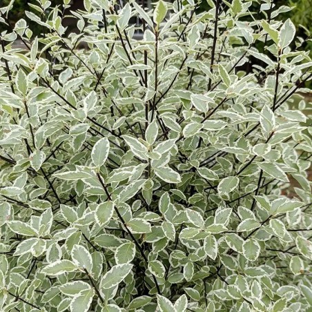 Pittosporum tenuifolium Snow Leopard 'PTSLCN'