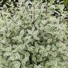 Pittosporum tenuifolium Snow Leopard 'PTSLCN'