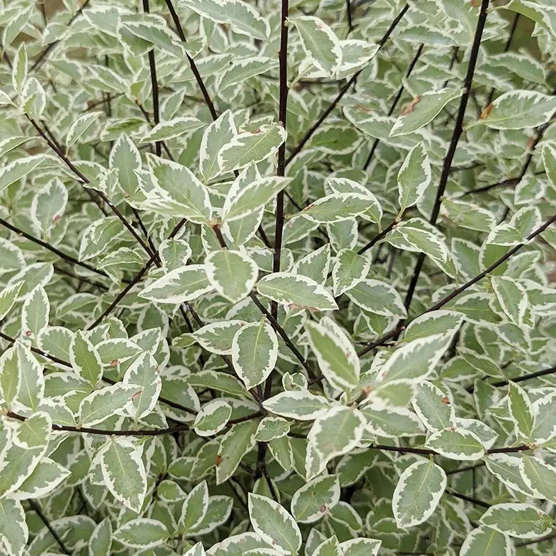 Pittosporum tenuifolium Snow Leopard 'PTSLCN'