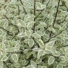Pittosporum tenuifolium Snow Leopard 'PTSLCN'