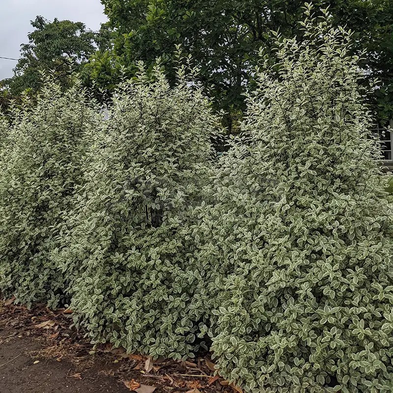 Pittosporum tenuifolium Snow Leopard 'PTSLCN'