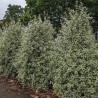 Pittosporum tenuifolium Snow Leopard 'PTSLCN'