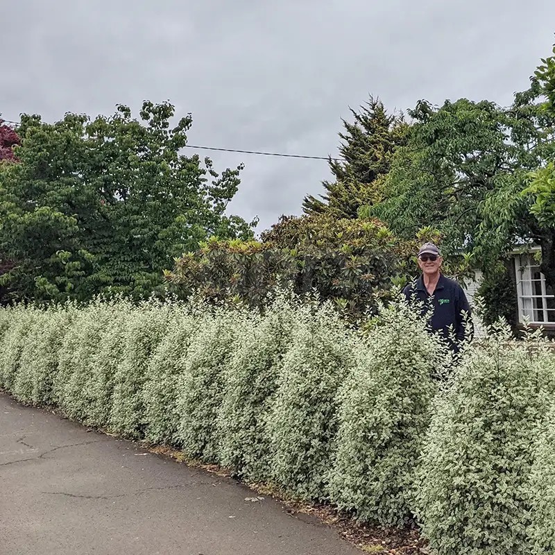 Pittosporum tenuifolium Snow Leopard 'PTSLCN'
