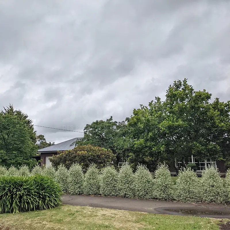 Pittosporum tenuifolium Snow Leopard 'PTSLCN'
