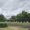 Pittosporum tenuifolium Snow Leopard 'PTSLCN'