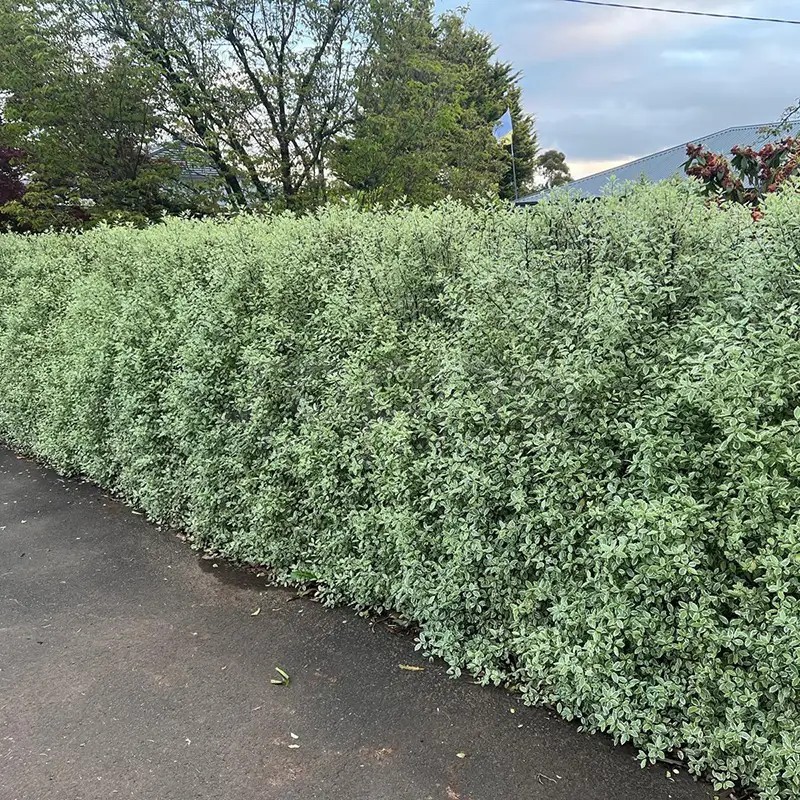 Pittosporum tenuifolium Snow Leopard 'PTSLCN'