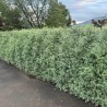 Pittosporum tenuifolium Snow Leopard 'PTSLCN'