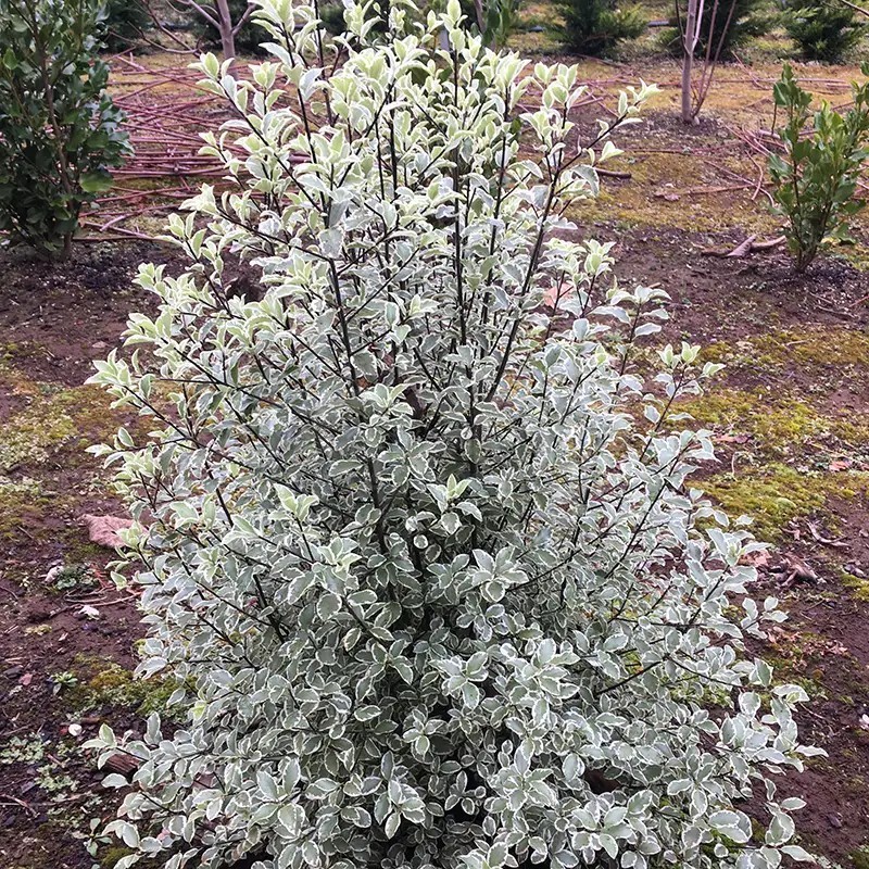 Pittosporum tenuifolium Snow Leopard 'PTSLCN'