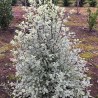 Pittosporum tenuifolium Snow Leopard 'PTSLCN'