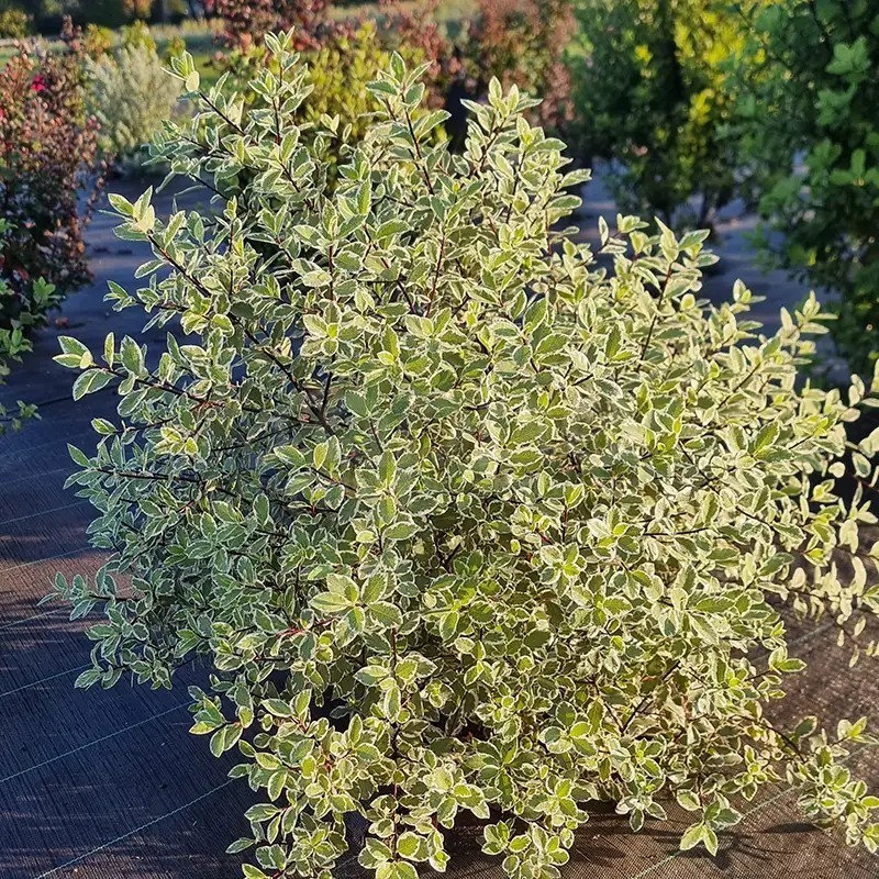 Pittosporum tenuifolium Snow Leopard 'PTSLCN'