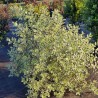 Pittosporum tenuifolium Snow Leopard 'PTSLCN'