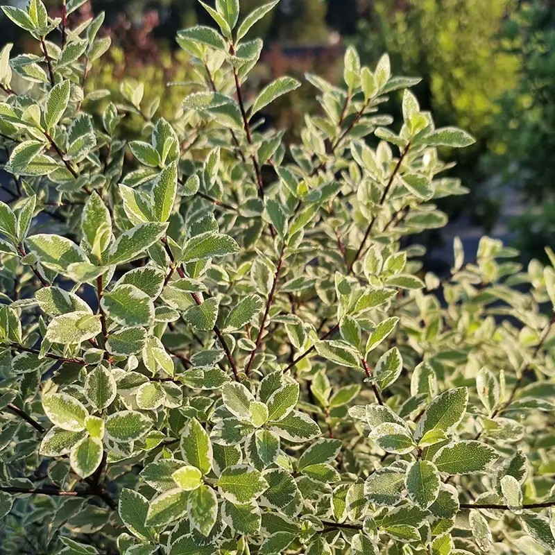 Pittosporum tenuifolium Snow Leopard 'PTSLCN'