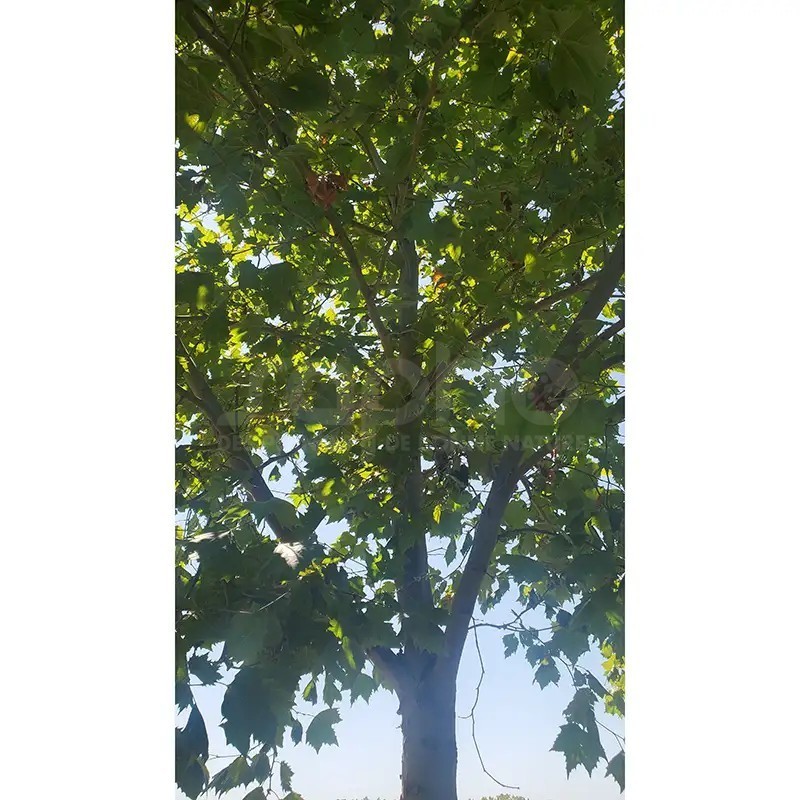 Platanus x hispanica ENDURA® Fa 'A17'