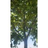 Platanus x hispanica ENDURA® Fa 'A17'