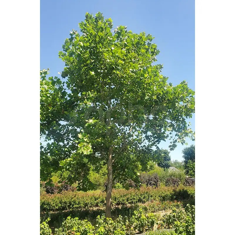 Platanus x hispanica ENDURA® Fa 'A17'