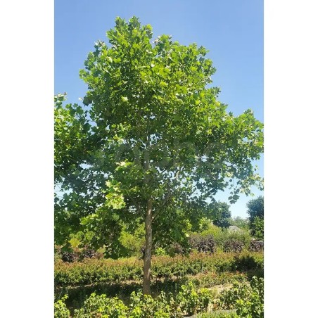 Platanus x hispanica ENDURA® Fa 'A17'