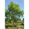 Platanus x hispanica ENDURA® Fa 'A17'