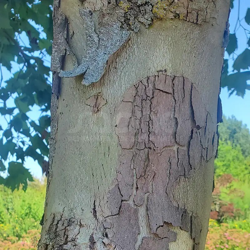 Platanus x hispanica ENDURA® Fa 'A17'