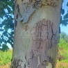 Platanus x hispanica ENDURA® Fa 'A17'