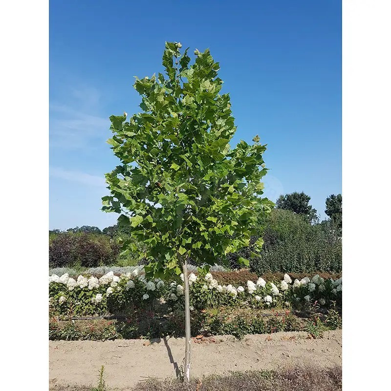 Platanus x hispanica ENDURA® Fa 'A17'