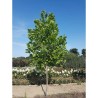 Platanus x hispanica ENDURA® Fa 'A17'
