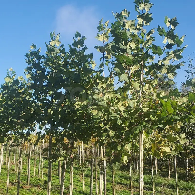 Platanus x hispanica ENDURA® Fa 'A17'