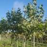 Platanus x hispanica ENDURA® Fa 'A17'