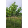 Platanus x hispanica ENDURA® Fa 'A17'