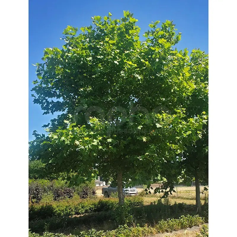 Platanus x hispanica ENDURA® Sol '8R61'