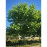 Platanus x hispanica ENDURA® Sol '8R61'