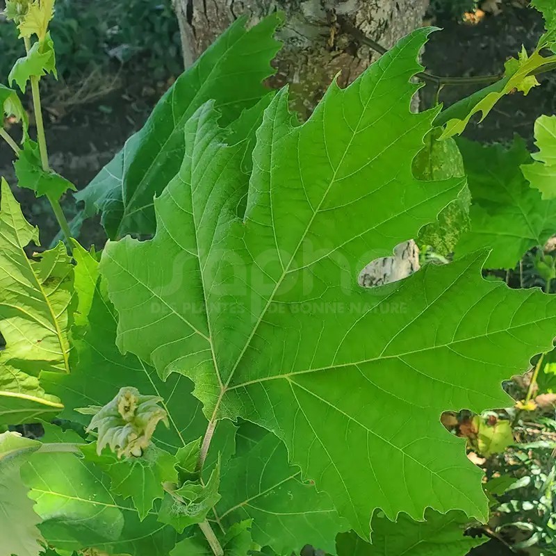 Platanus x hispanica ENDURA® Sol '8R61'