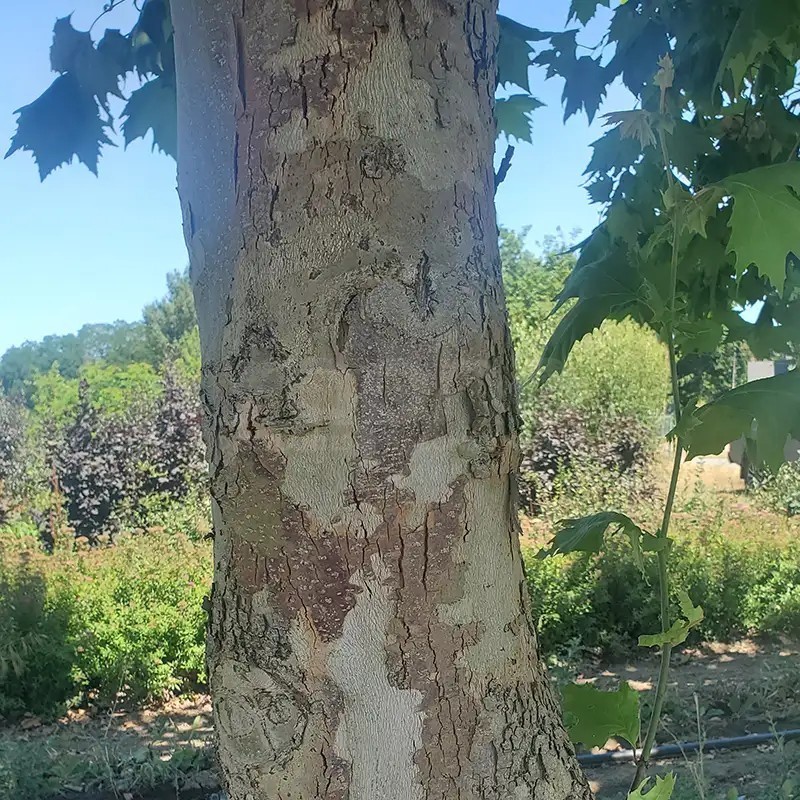Platanus x hispanica ENDURA® Sol '8R61'