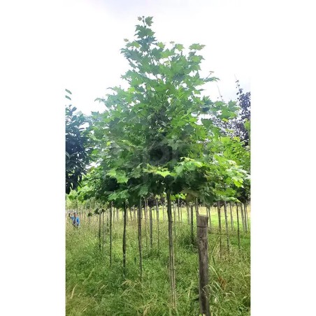 Platanus x hispanica ENDURA® Sol '8R61'