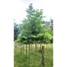Platanus x hispanica ENDURA® Sol '8R61'