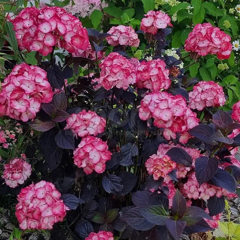 Hydrangea macrophylla x serrata BLACK VELVET® 'DARBI'